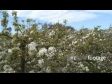 Blossom 1 1348
